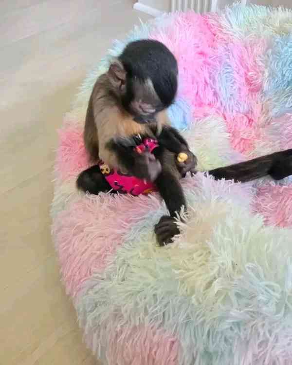  roztomilé úžasné kapucínské mládě - foto 1