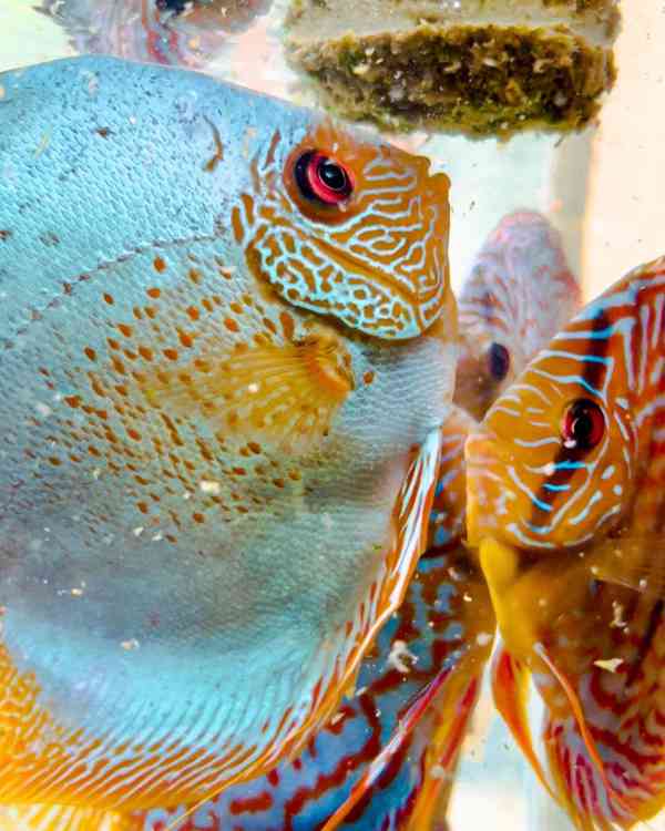 disková ryba - foto 8