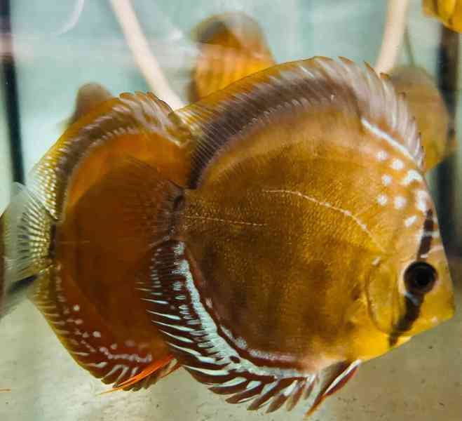 disková ryba - foto 5