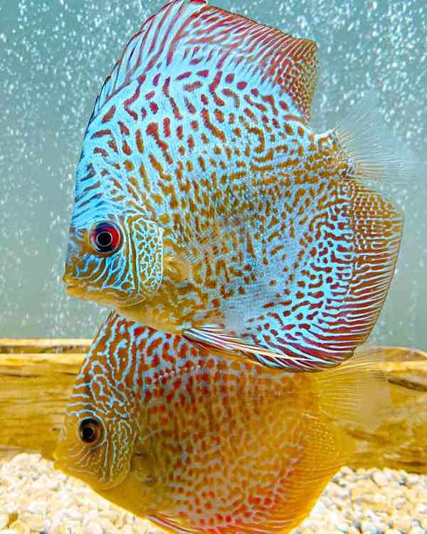 disková ryba - foto 9
