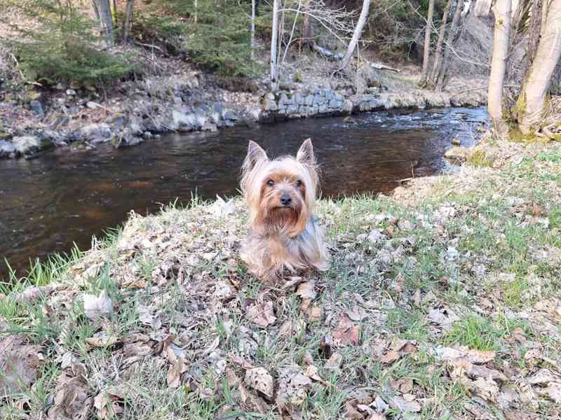 Jorkšírský teriér krytí, připuštění - foto 7