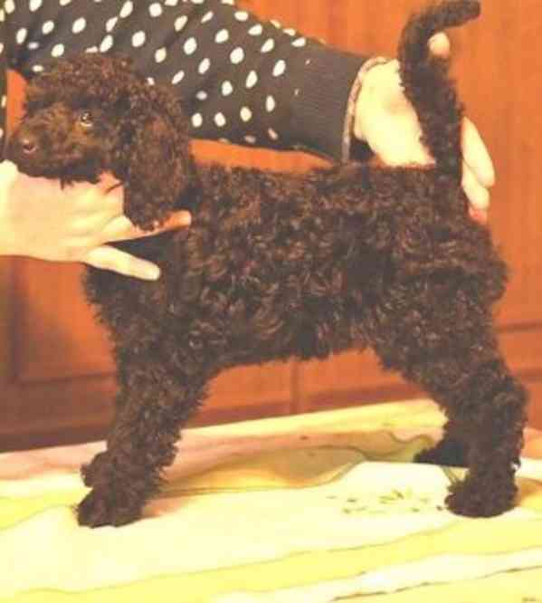 ČERNÝ PUDL PES 3,5 MĚS - foto 1