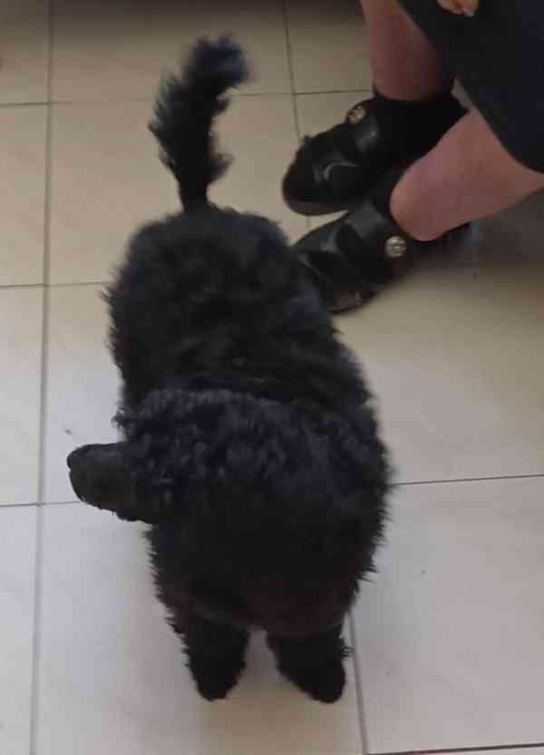 ČERNÝ PUDL PES 3,5 MĚS - foto 2