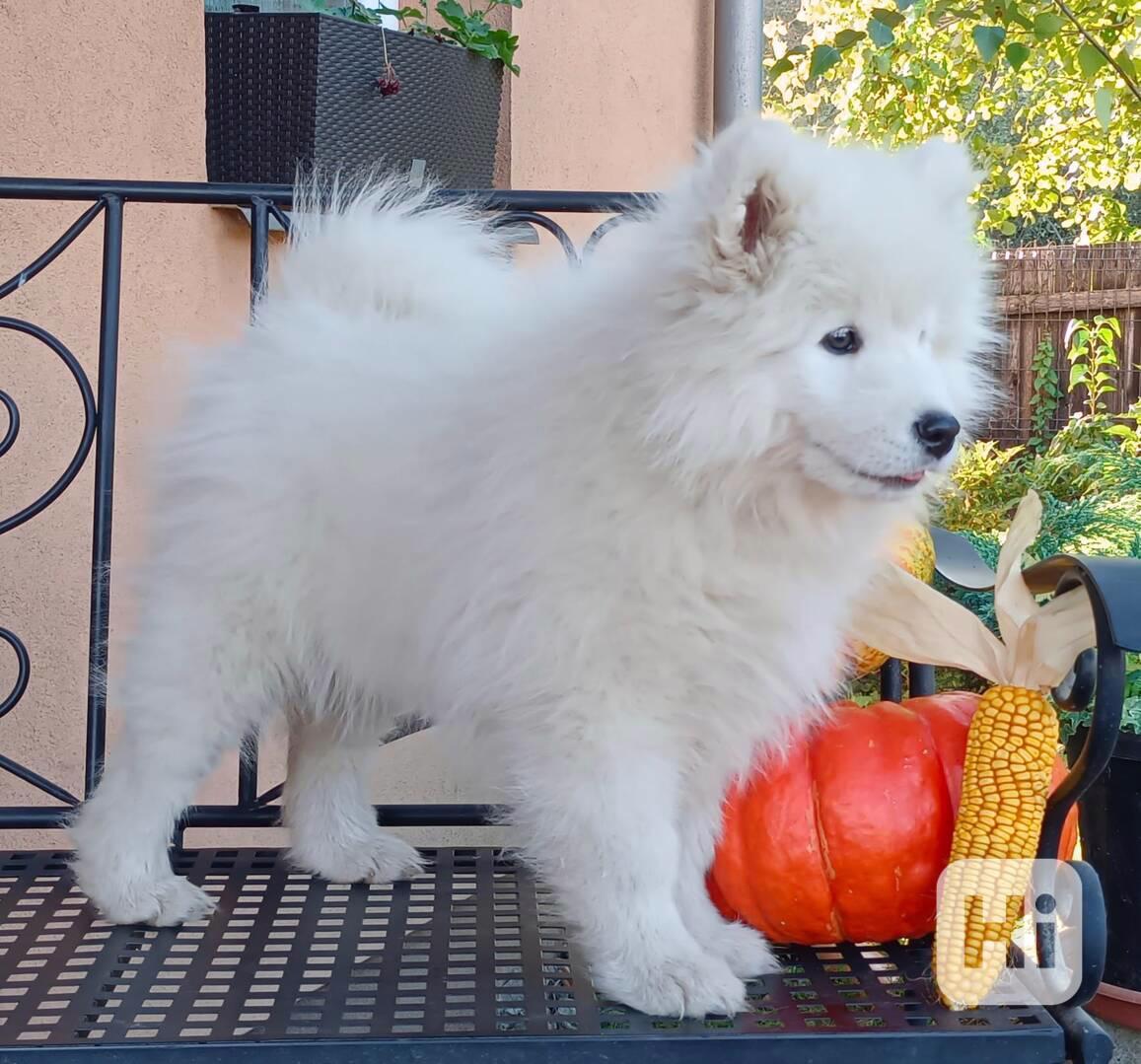 Samojed prodáme krásná statná štěňata s PP - foto 1