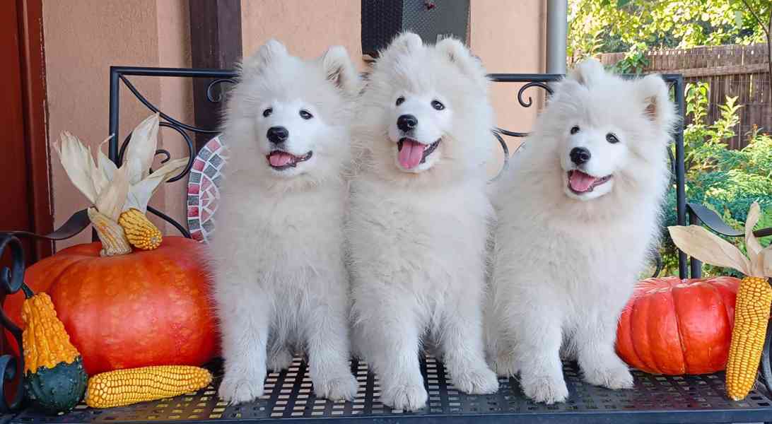 Samojed prodáme krásná statná štěňata s PP - foto 5