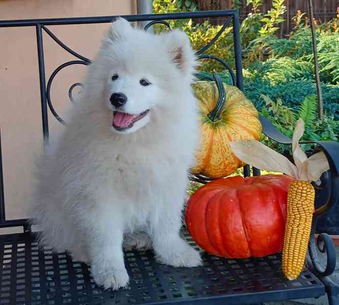 Samojed prodáme krásná statná štěňata s PP - foto 2