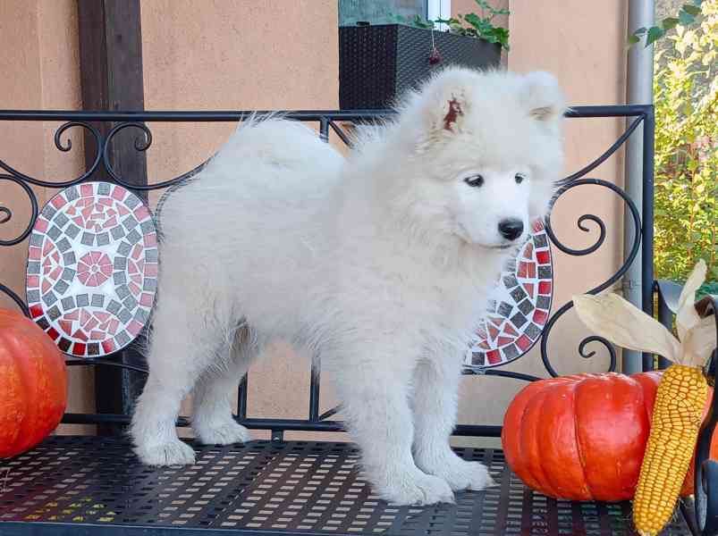 Samojed prodáme krásná statná štěňata s PP - foto 4