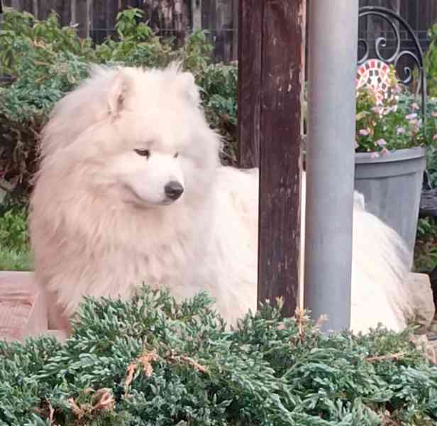 Samojed prodáme krásná statná štěňata s PP - foto 7