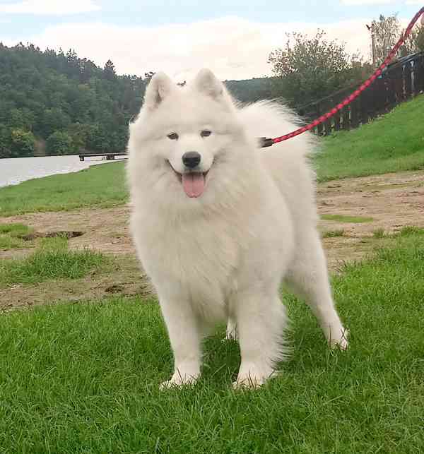 Samojed prodáme krásná statná štěňata s PP - foto 8