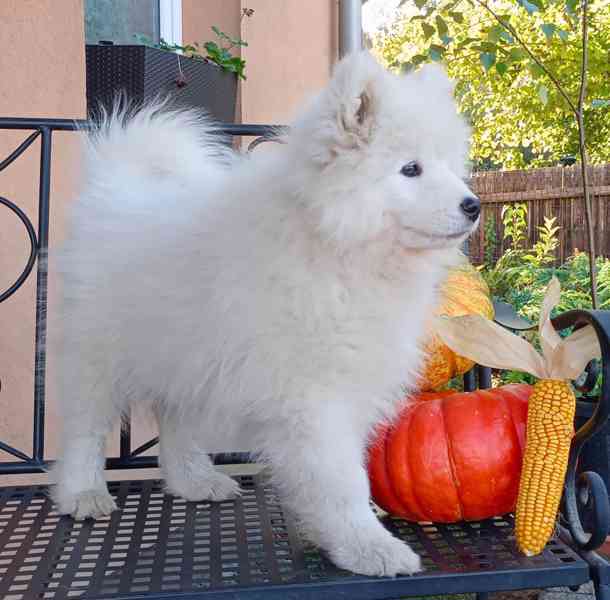 Samojed prodáme krásná statná štěňata s PP - foto 3