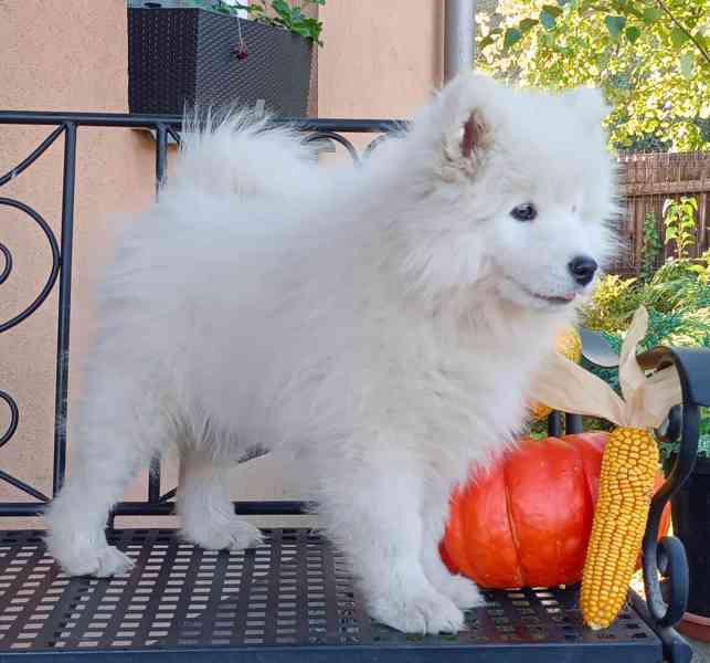 Samojed prodáme krásná statná štěňata s PP - foto 1