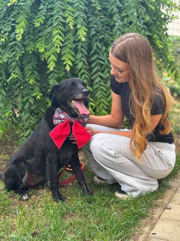 ZARA - kastrovaná fenečka 2-3 roky  - foto 3