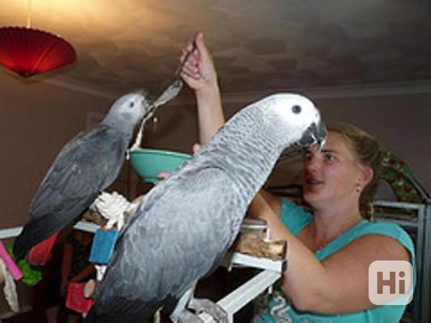 Papoušek šedý k adopci* - foto 1