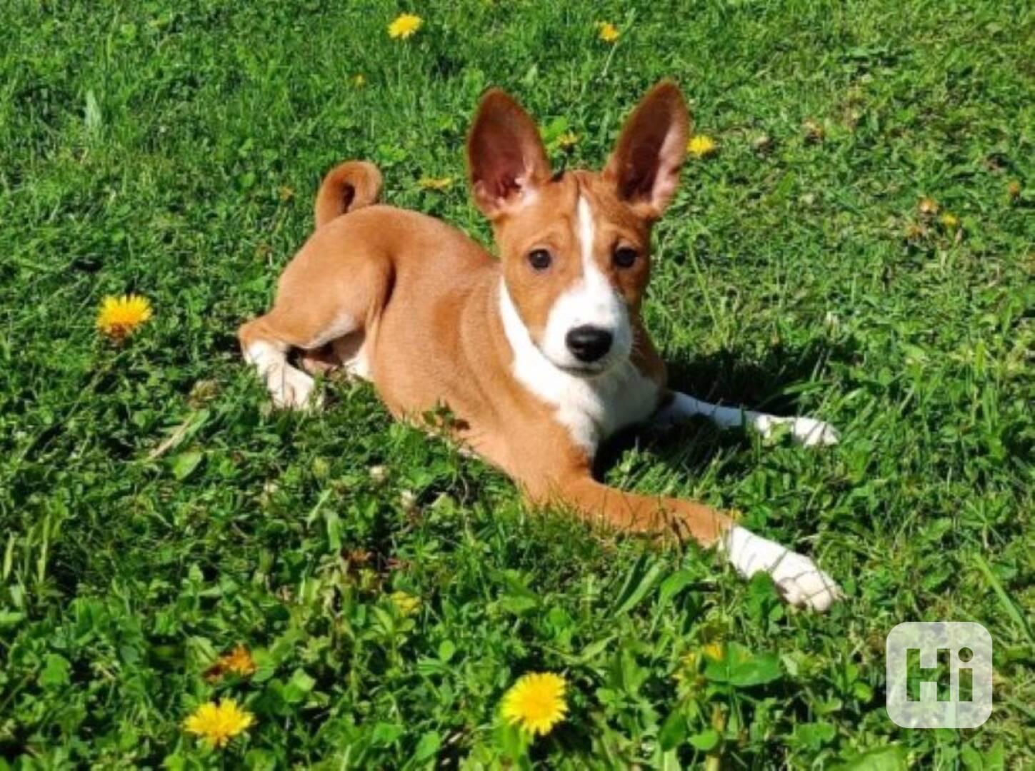 Basenji - prodám štěňata bez pp - foto 1