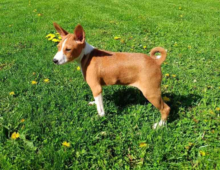 Basenji - prodám štěňata bez pp - foto 3