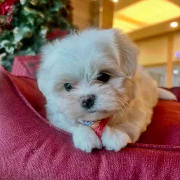 Krásní vynikající štěňata Shih Tzu - foto 1