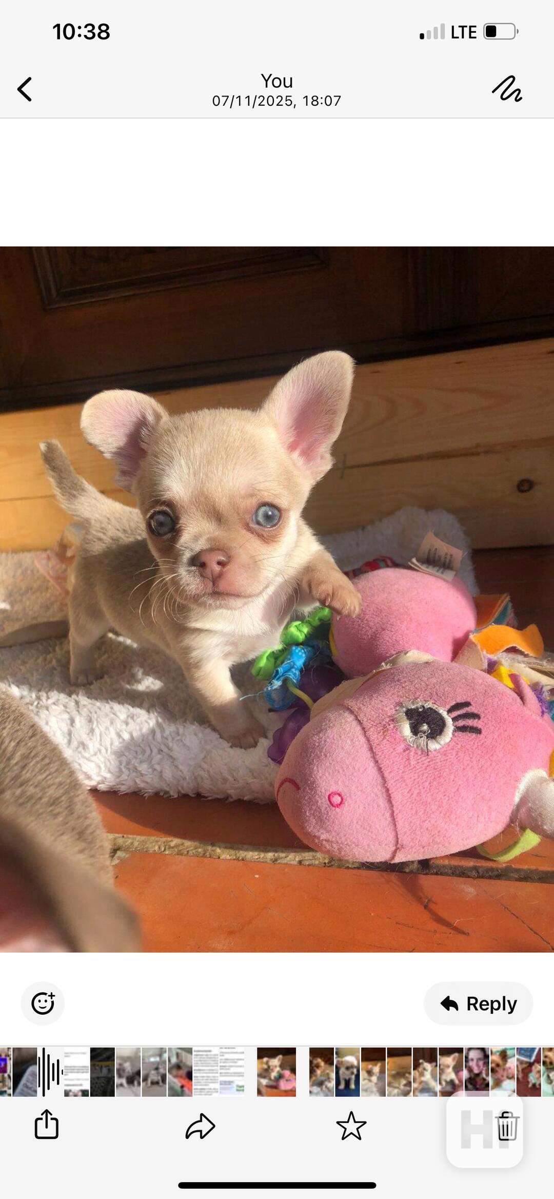 Štěňata čivavy - foto 1