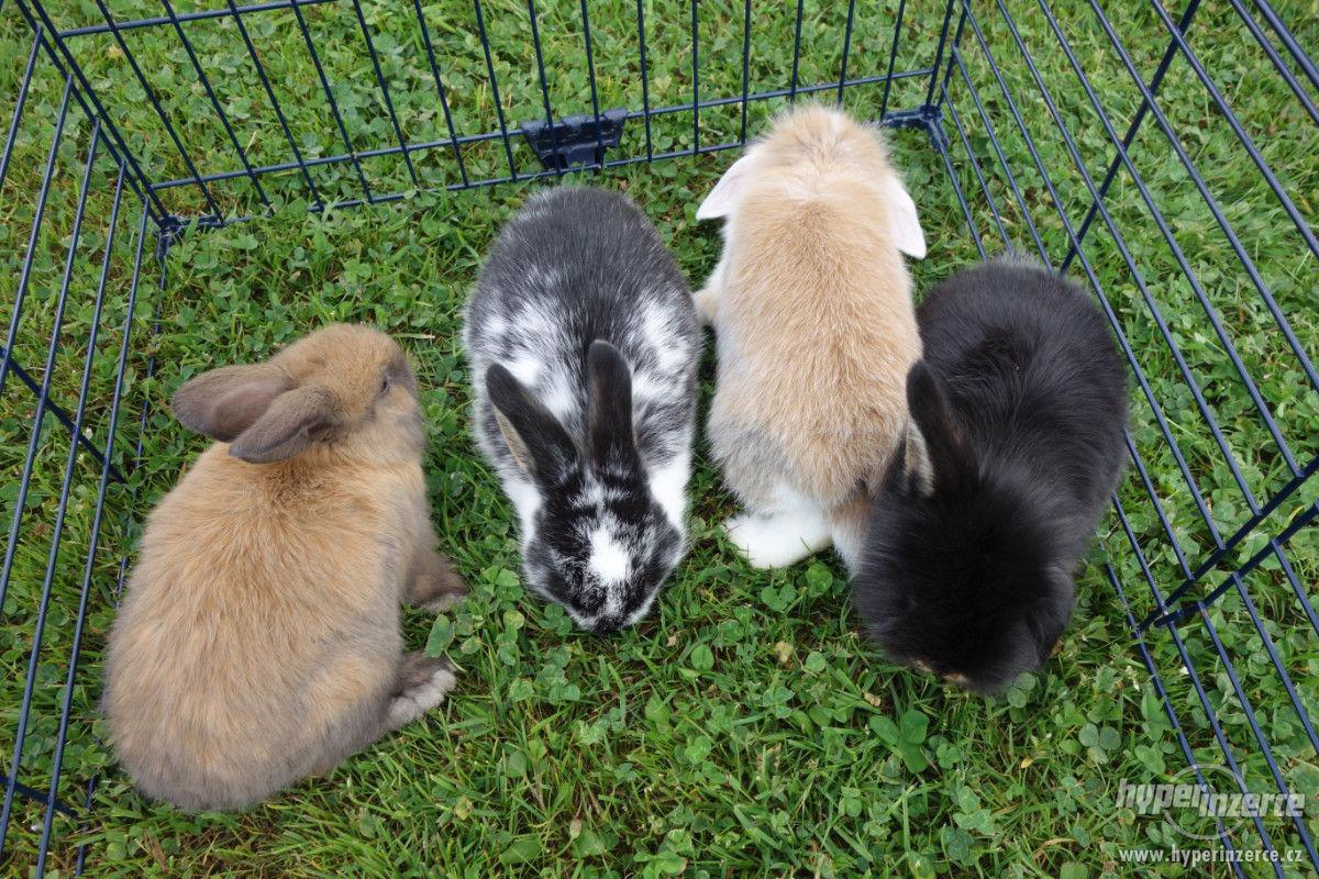 Prodám zakrslé králíčky BERÁNKY - foto 1
