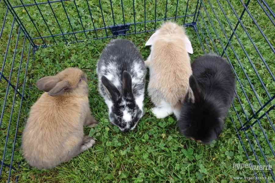 Prodám zakrslé králíčky BERÁNKY - foto 1