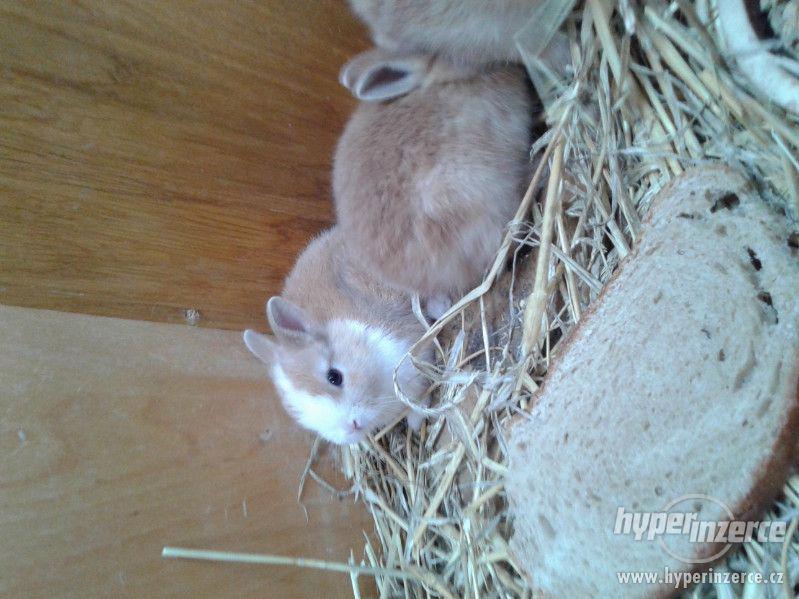 zakrslý králík - foto 5