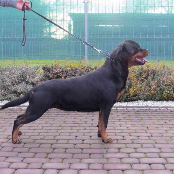 rottweiler/rotvajler - foto 9