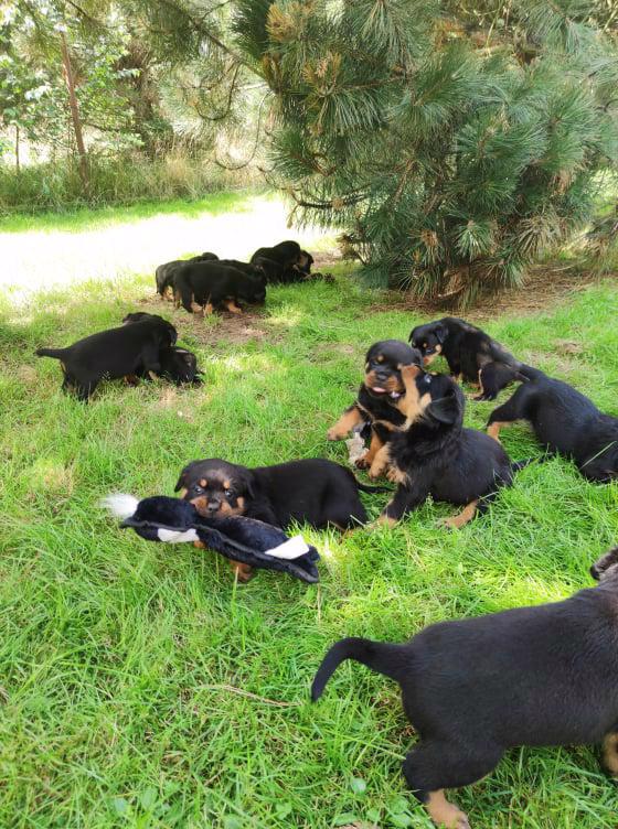 rottweiler/rotvajler - foto 6