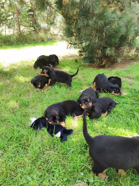 rottweiler/rotvajler - foto 5