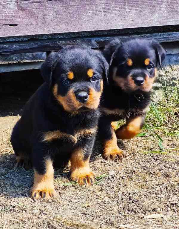 rottweiler/rotvajler - foto 2