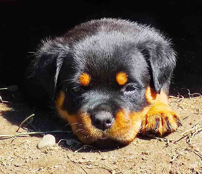 rottweiler/rotvajler - foto 3