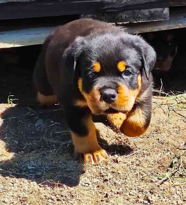 rottweiler/rotvajler - foto 4