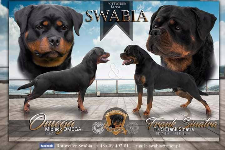 rottweiler/rotvajler - foto 8