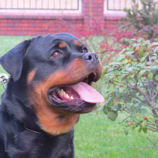 rottweiler/rotvajler - foto 10