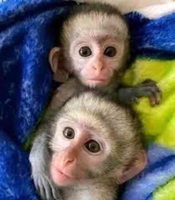 Baby Face Kapucínské opice k dispozici - foto 1