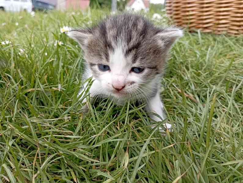 Roztomilá koťátka!!! - foto 7
