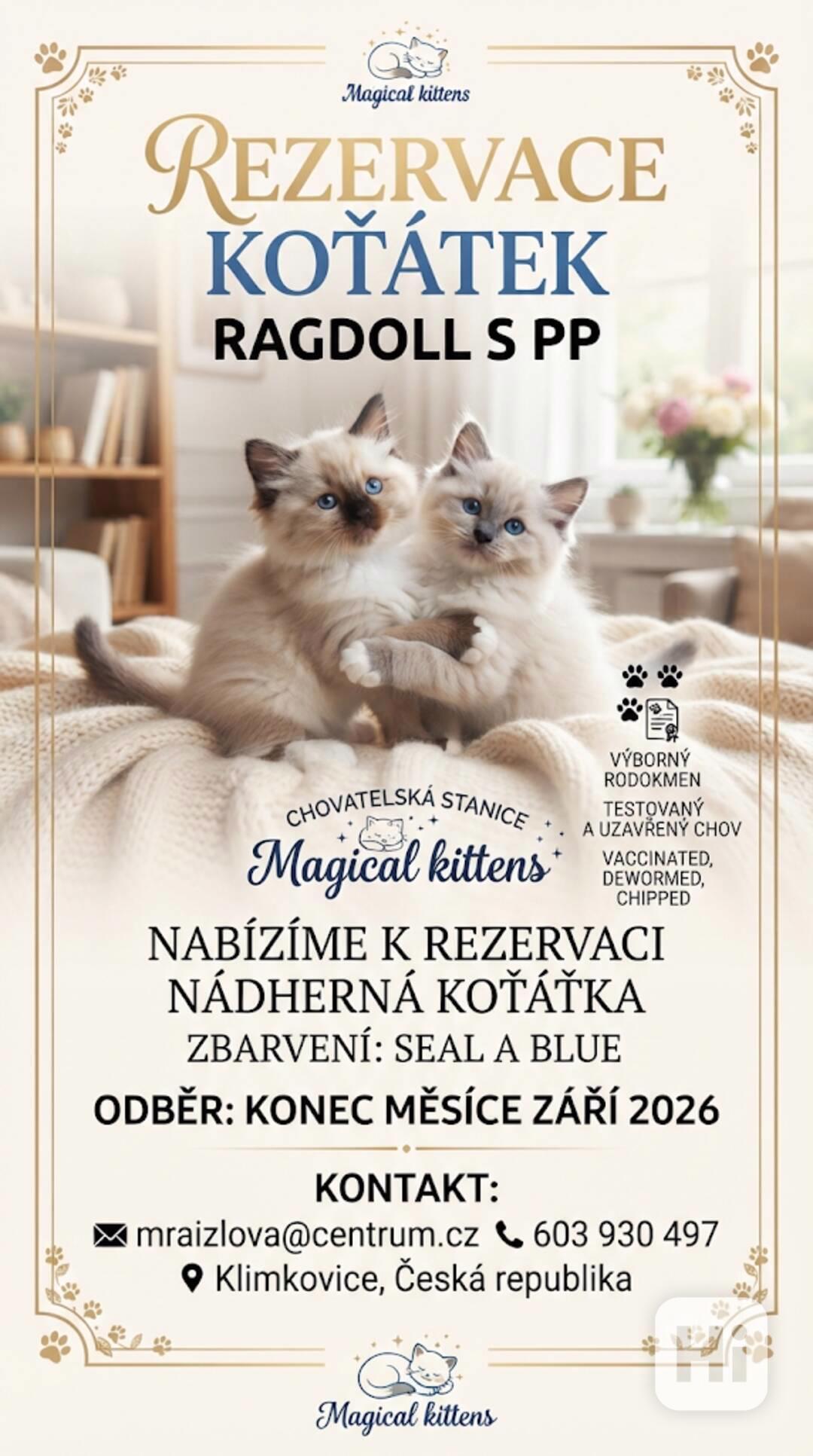 kotě ragdoll s PP - foto 1