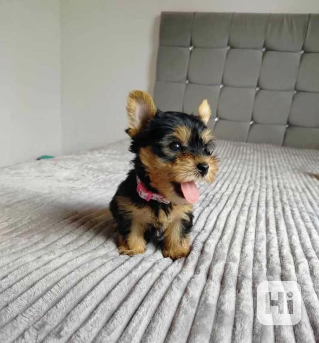 Štěně jorkšírského teriéra Pp - foto 1