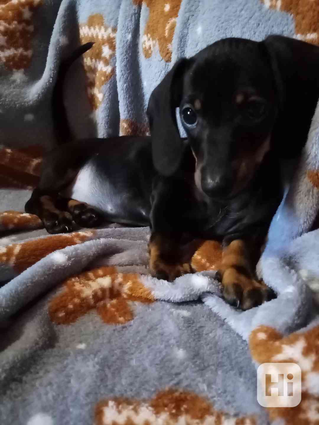 Prodám fenku Jezevčíka trpasličího  - foto 1