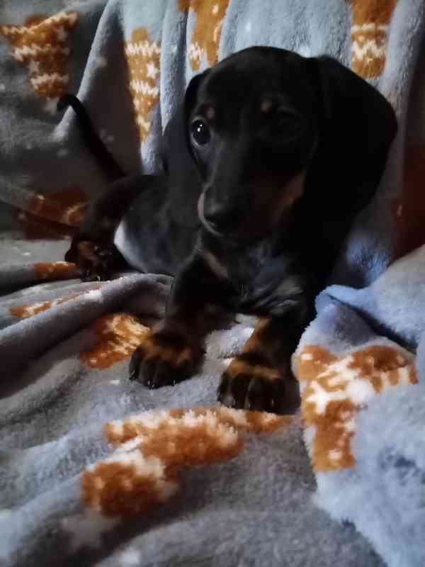 Prodám fenku Jezevčíka trpasličího  - foto 2