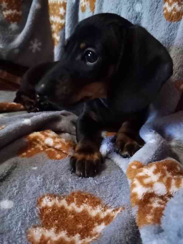 Prodám fenku Jezevčíka trpasličího  - foto 4