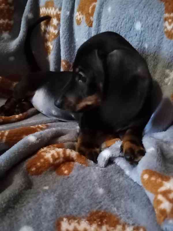 Prodám fenku Jezevčíka trpasličího  - foto 3