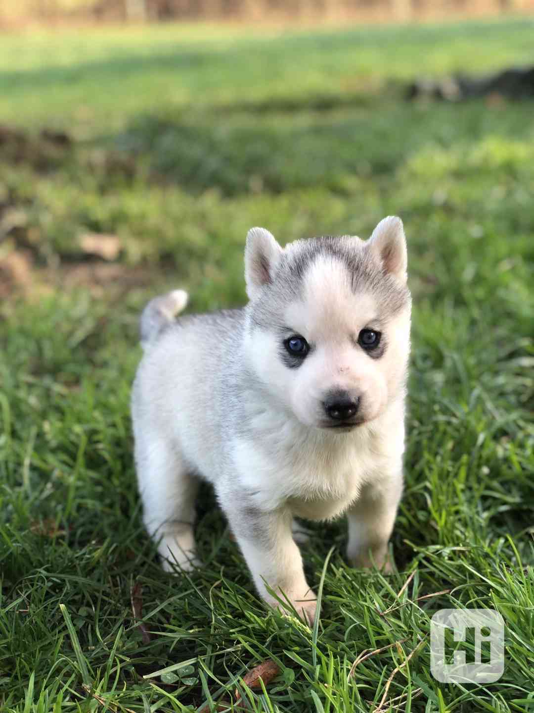 Sibiřský Husky s PP - foto 1