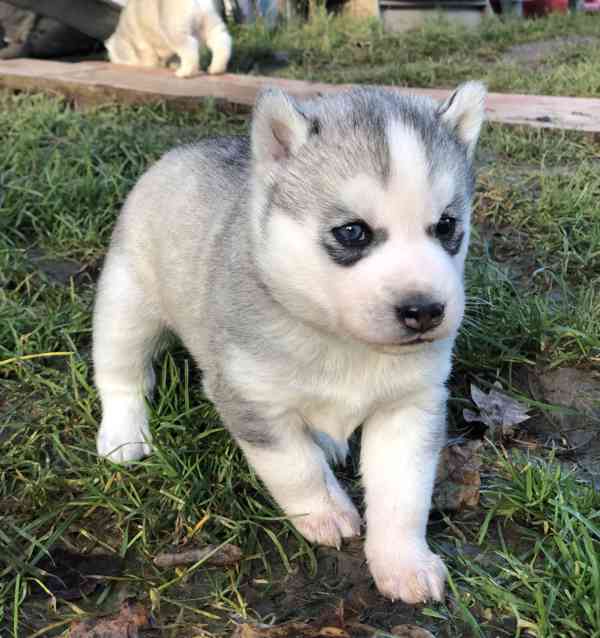 Sibiřský Husky s PP - foto 3