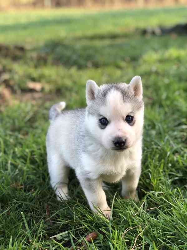 Sibiřský Husky s PP - foto 1