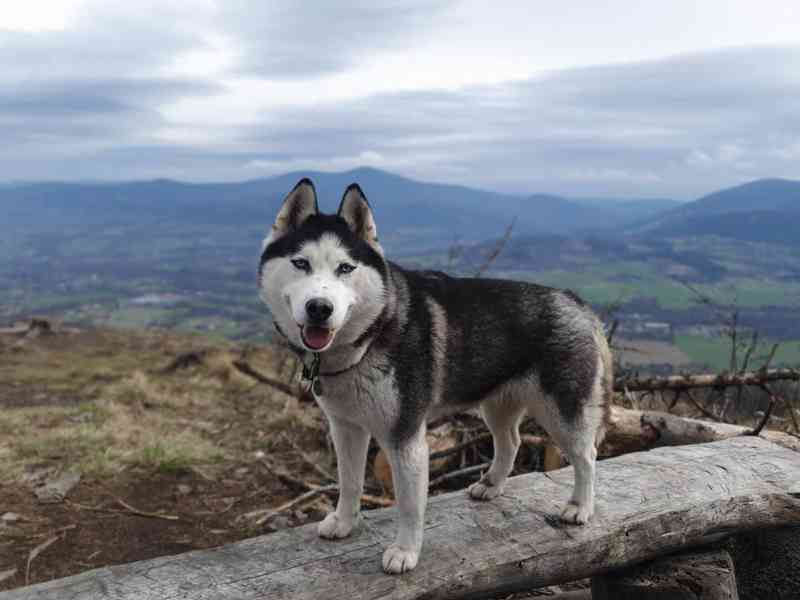 Sibiřský Husky s PP - foto 5