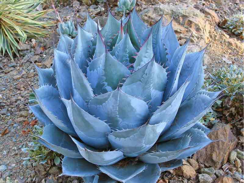 Agave parrasana - semena