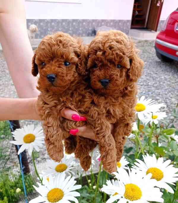 Štěňata pudla k adopci