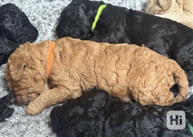 Annie je Australanka Štěňata labradoodle - foto 1