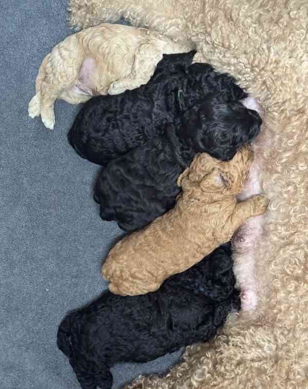Annie je Australanka Štěňata labradoodle - foto 4