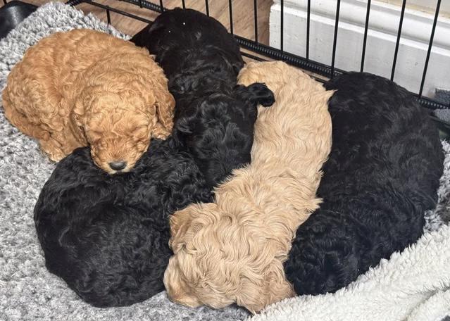 Annie je Australanka Štěňata labradoodle - foto 2