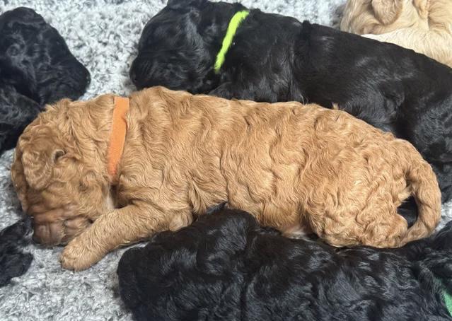 Annie je Australanka Štěňata labradoodle - foto 1